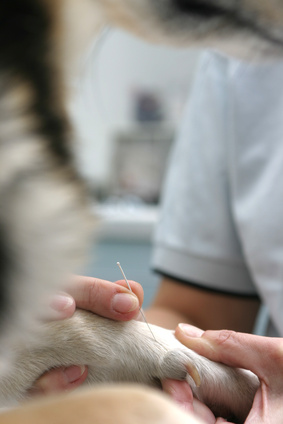 Akupunktur beim Tierarzt Dr. Wachter, Langenlonsheim